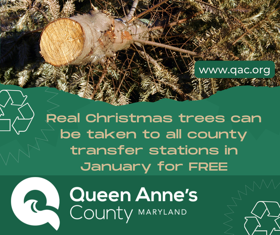 Real Christmas trees can be taken to all county transfer stations in January for FREE (1)