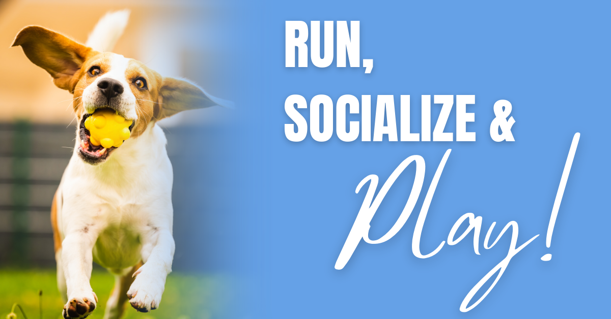 Website Banner (Dog Parks)