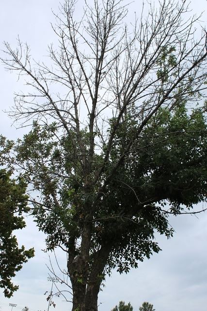 afflicted ash tree websize