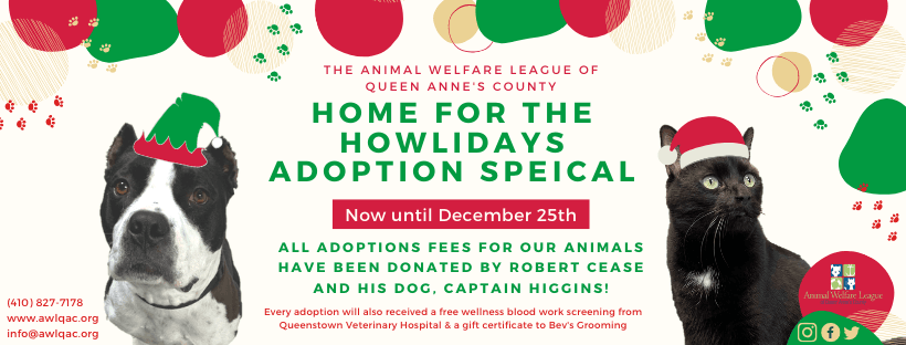 Free adoptions until xmas