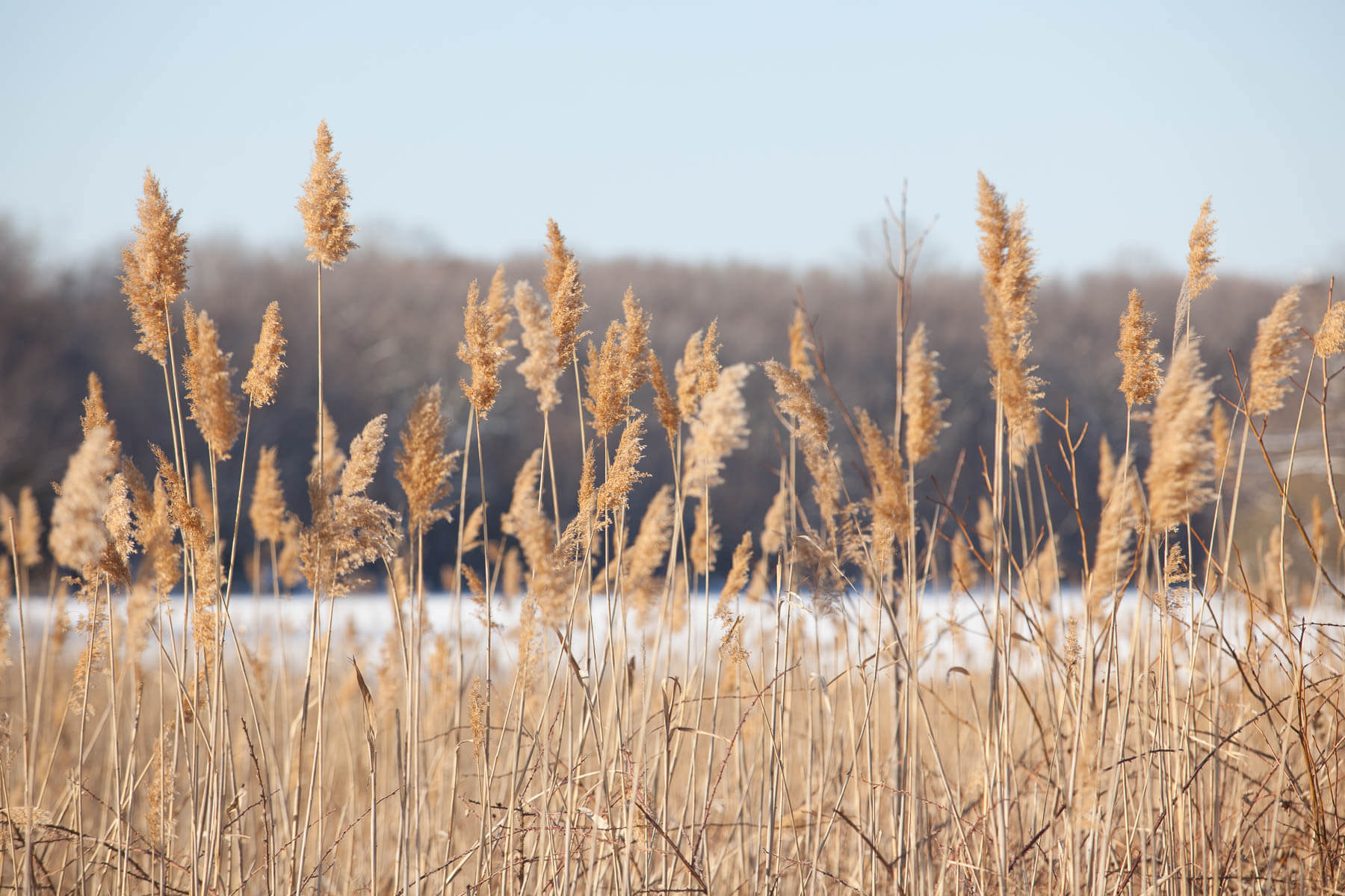phragmites