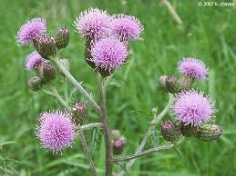 Canadian Thistle