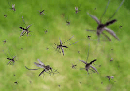 Mosquitos