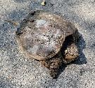 Snapping Turtle
