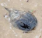 Horseshoe Crab