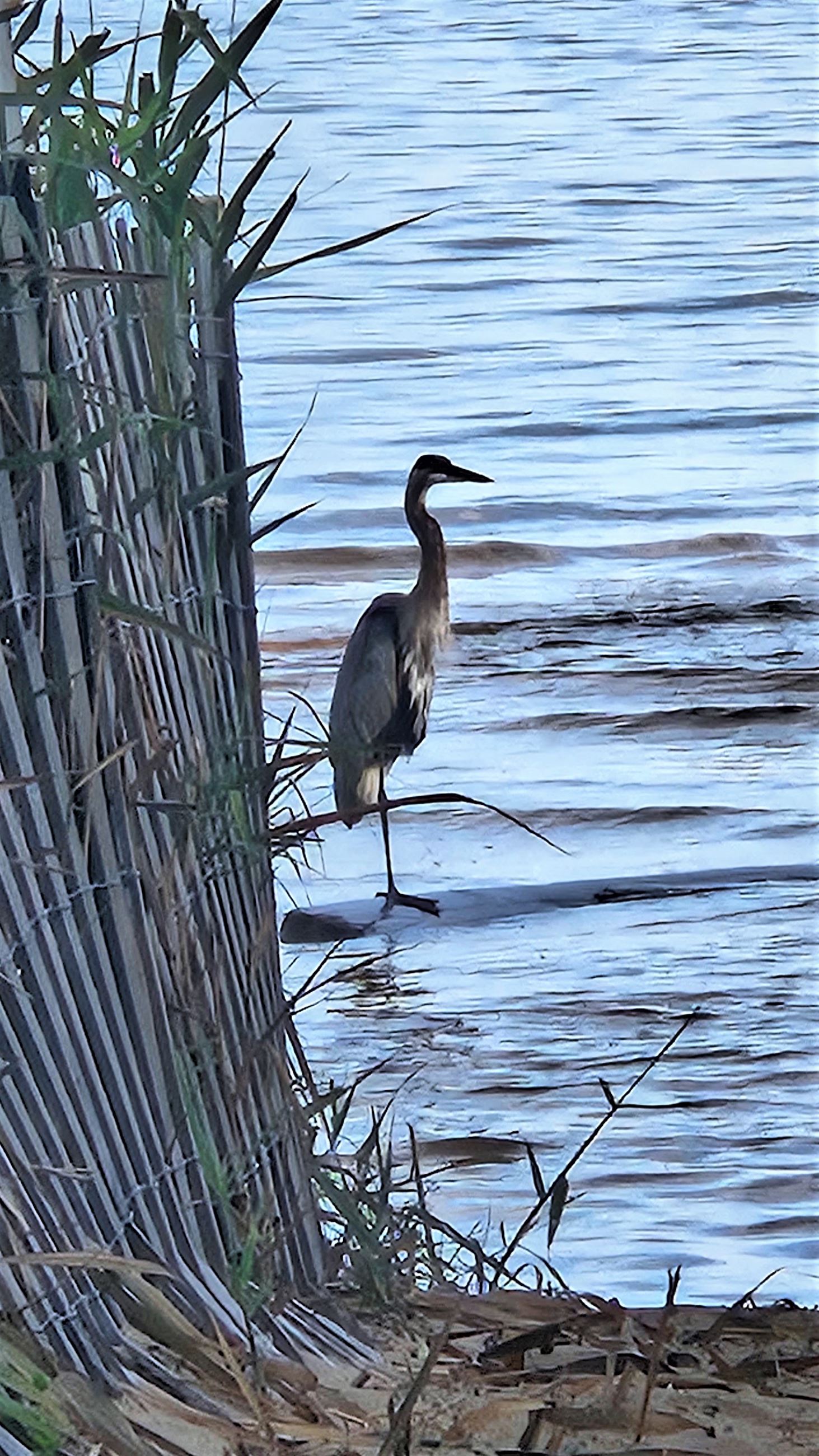2023.09.08blue heron