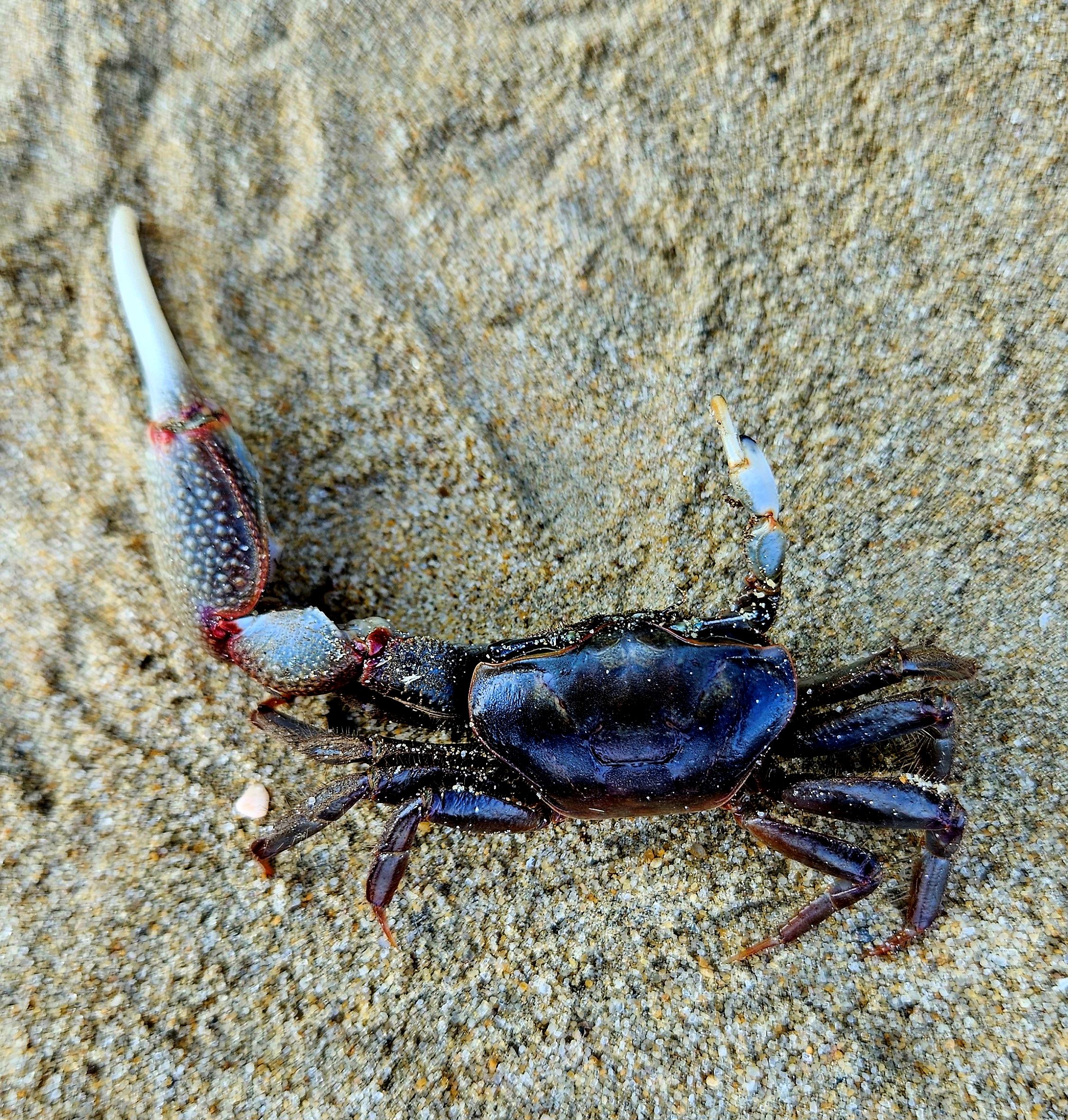 Fiddler Crab
