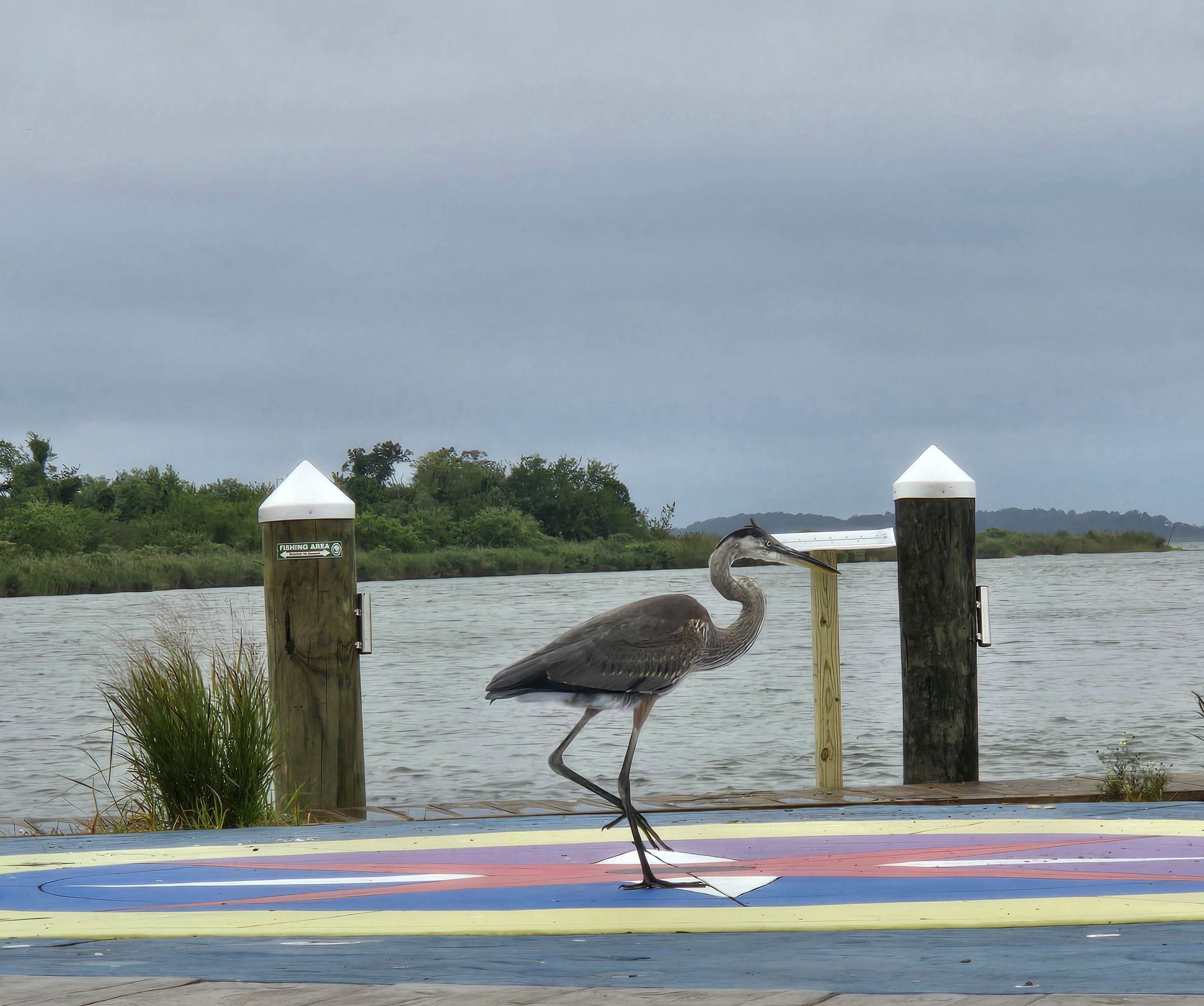 2024.08.30 Blue Heron at CHVC_1