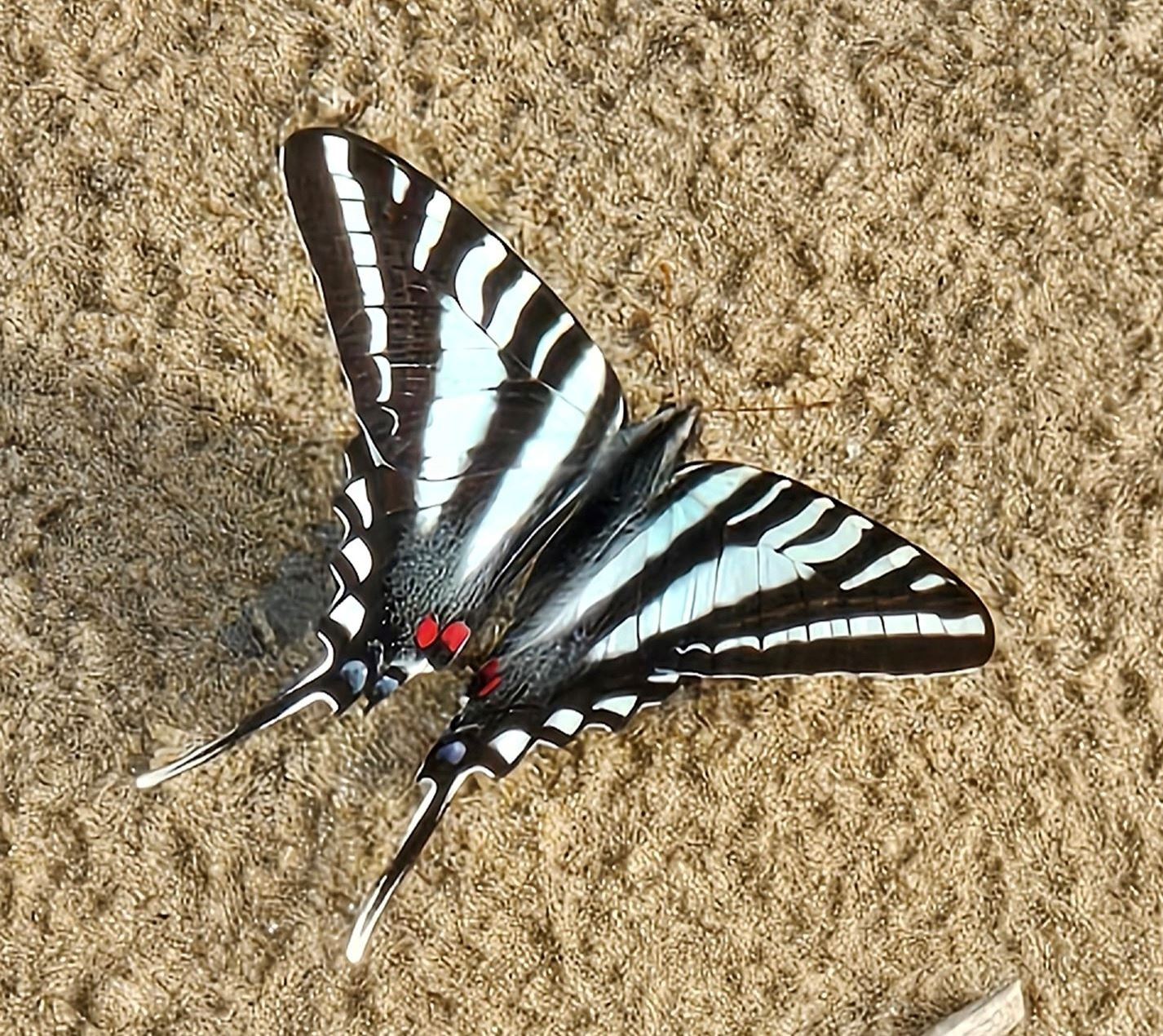 zebra swallowail butterfly