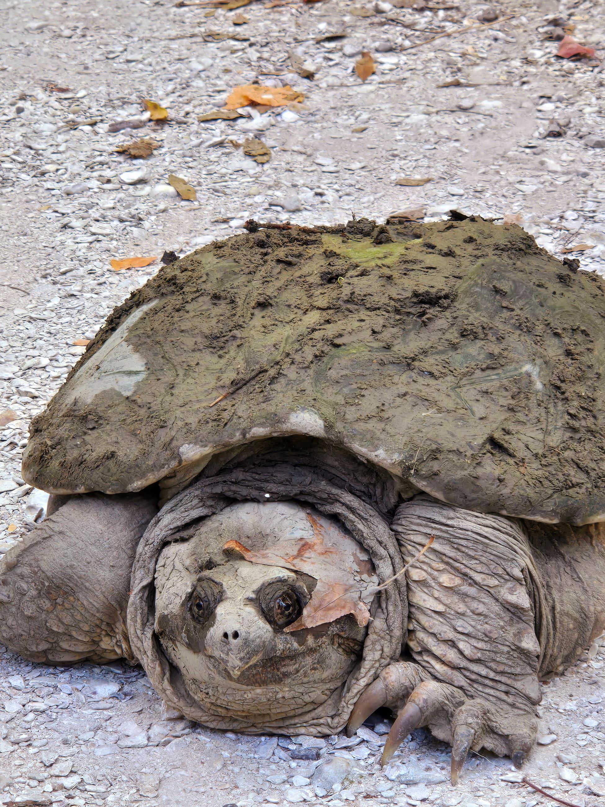 Snapping Turtle